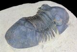 Paralejurus Trilobite Fossil - Foum Zguid, Morocco #75479-3